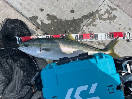 ワラサの釣果