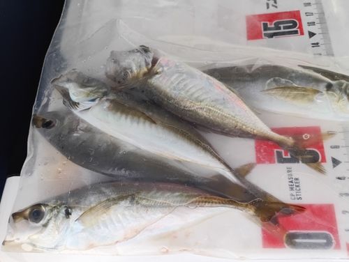 アジの釣果