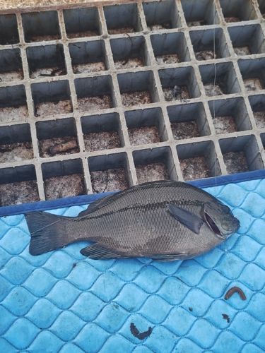 グレの釣果