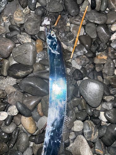 タチウオの釣果