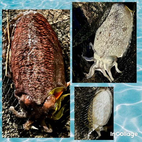 コウイカの釣果
