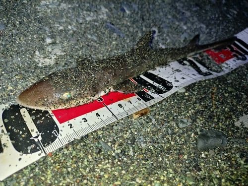 ドチザメの釣果