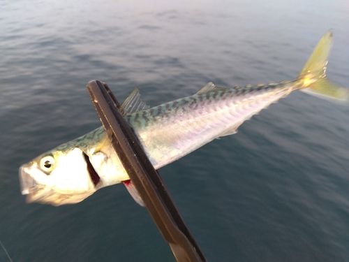 サバの釣果