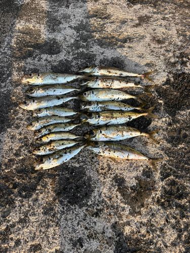 アジの釣果