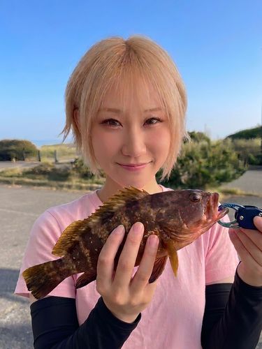 キジハタの釣果