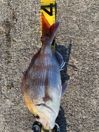 マダイの釣果