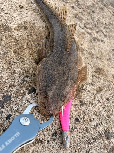マゴチの釣果