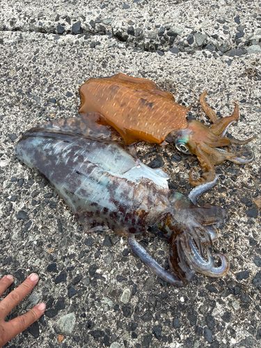 アオリイカの釣果