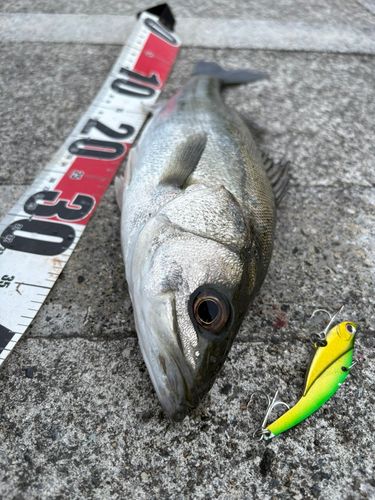 シーバスの釣果