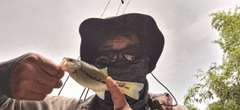 ラージマウスバスの釣果
