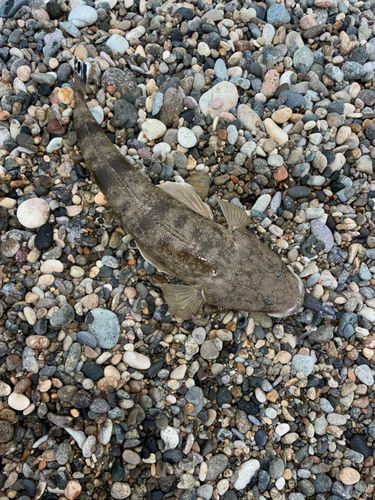 マゴチの釣果