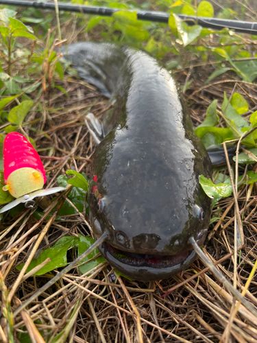 ナマズの釣果