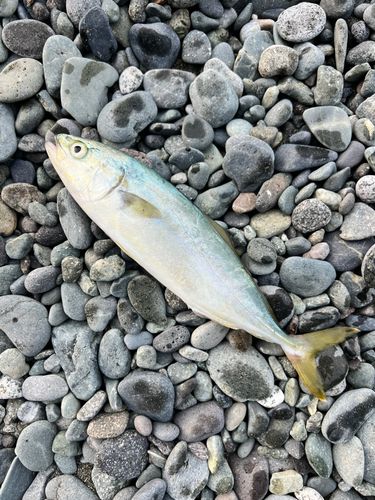 ワカシの釣果