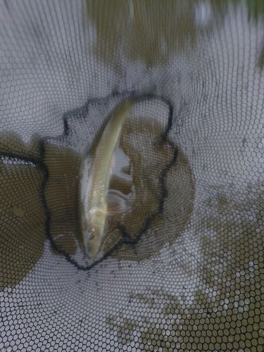 ニゴイの釣果