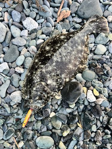 ソゲの釣果