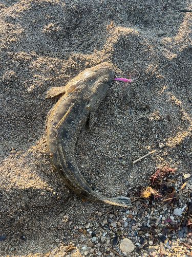 マゴチの釣果