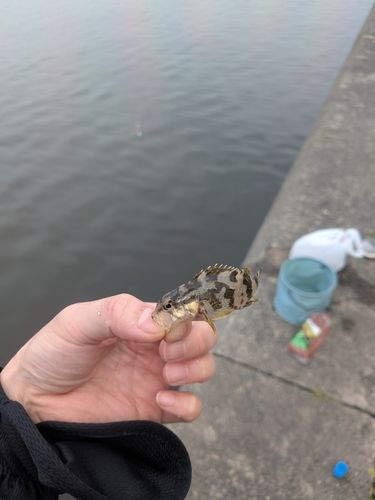 タケノコメバルの釣果