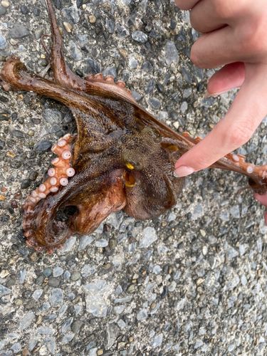タコの釣果
