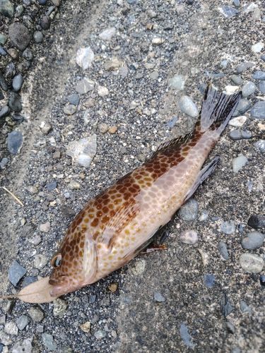 オオモンハタの釣果