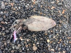 コウイカの釣果