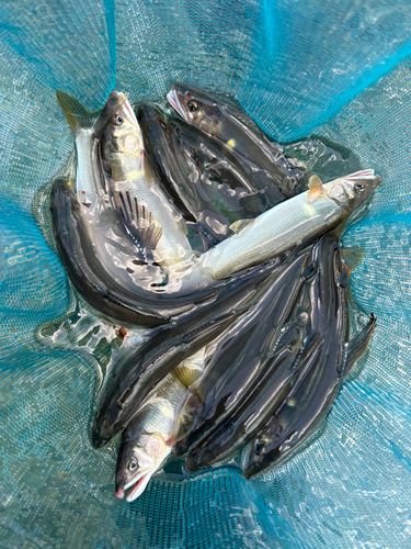 アユの釣果