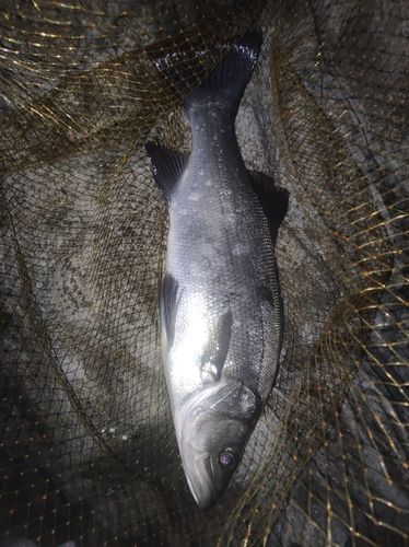 フッコ（ヒラスズキ）の釣果
