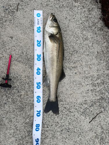 スズキの釣果