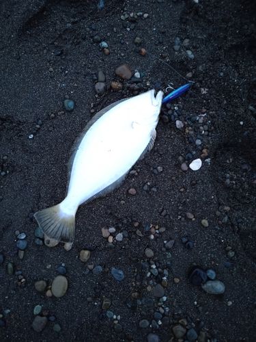 ヒラメの釣果
