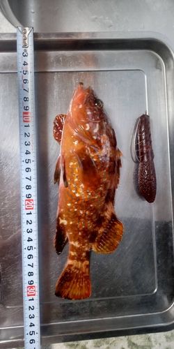 キジハタの釣果