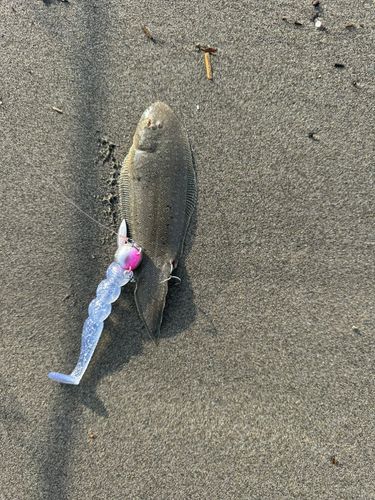 シタビラメの釣果