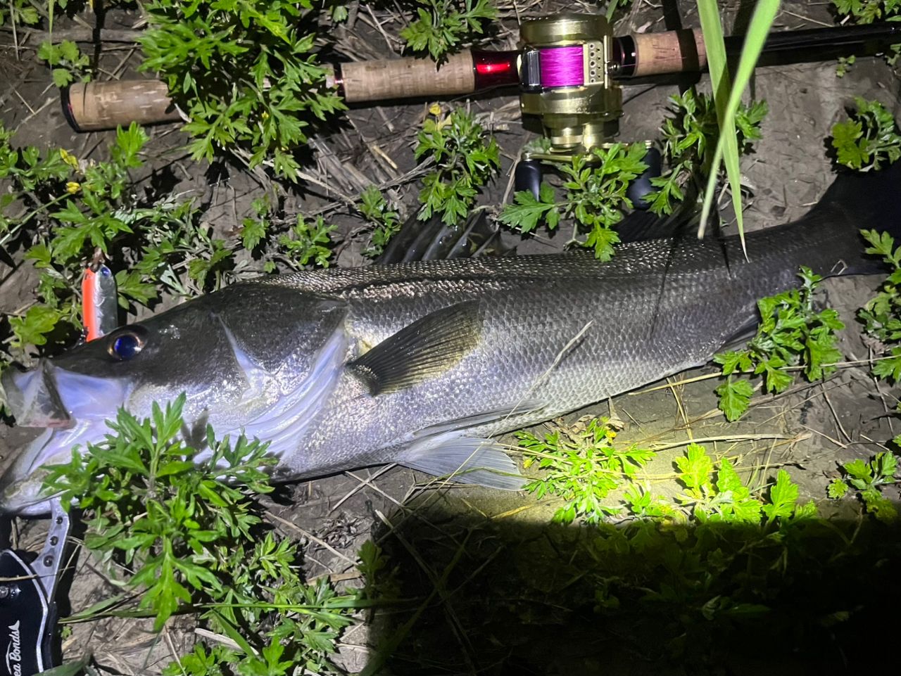 シーバスの釣果写真