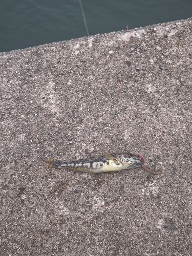 ハゼの釣果