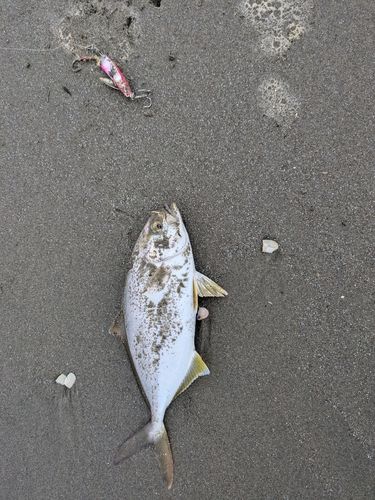 ワカシの釣果