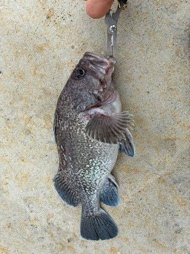 ソイの釣果