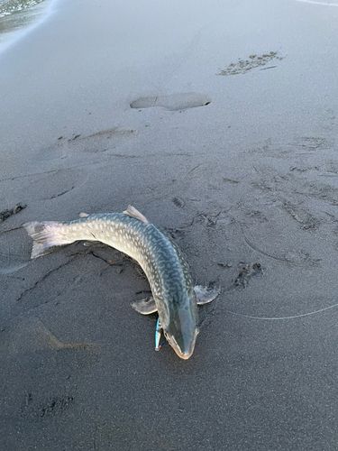 アメマスの釣果