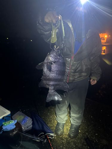 イシダイの釣果