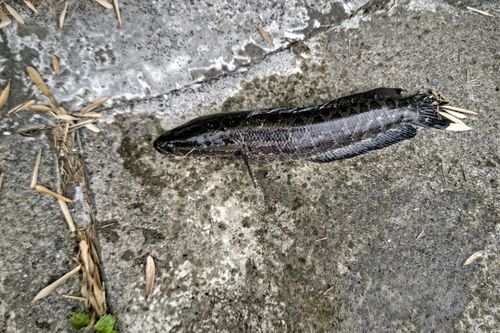 ライギョの釣果