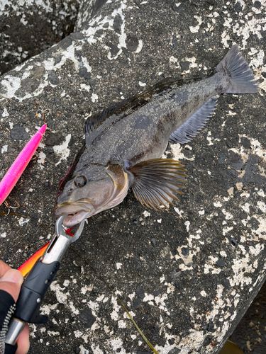 アイナメの釣果