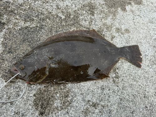 ヒラメの釣果