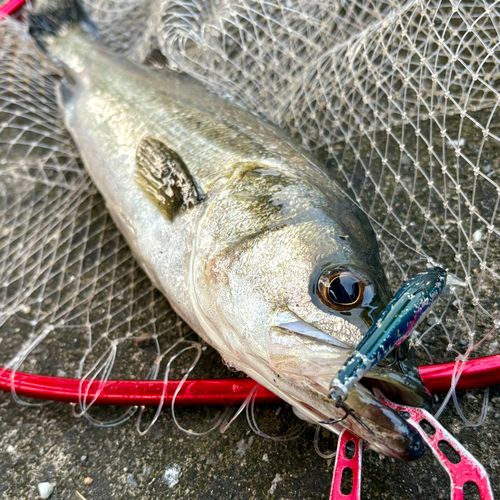フッコ（マルスズキ）の釣果