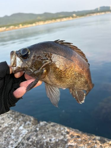 メバルの釣果