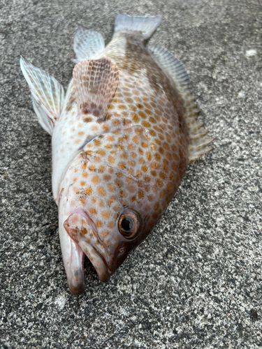 オオモンハタの釣果