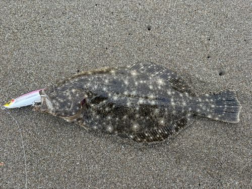 ヒラメの釣果
