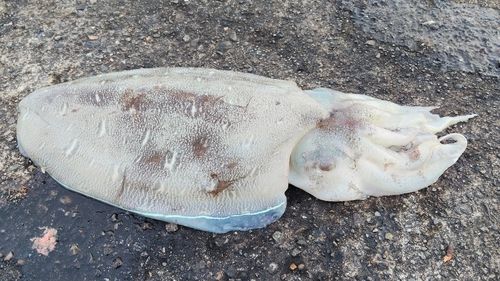 モンゴウイカの釣果