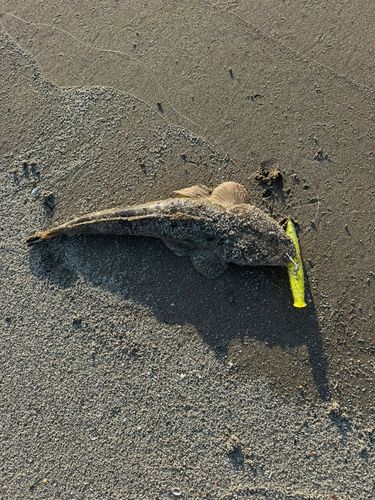 マゴチの釣果