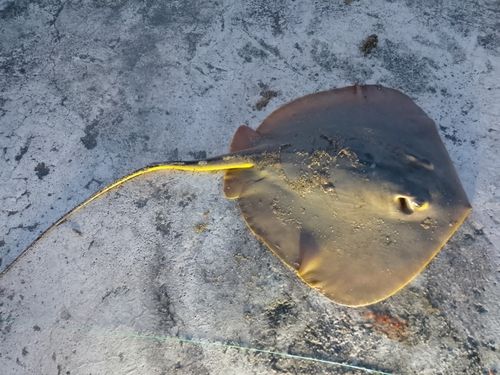 アカエイの釣果