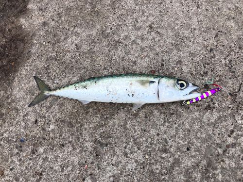 サバの釣果