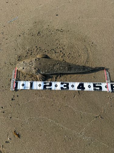 マゴチの釣果