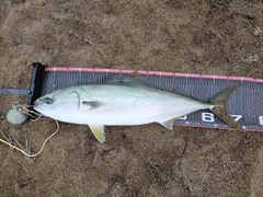ワラサの釣果