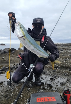 ブリの釣果